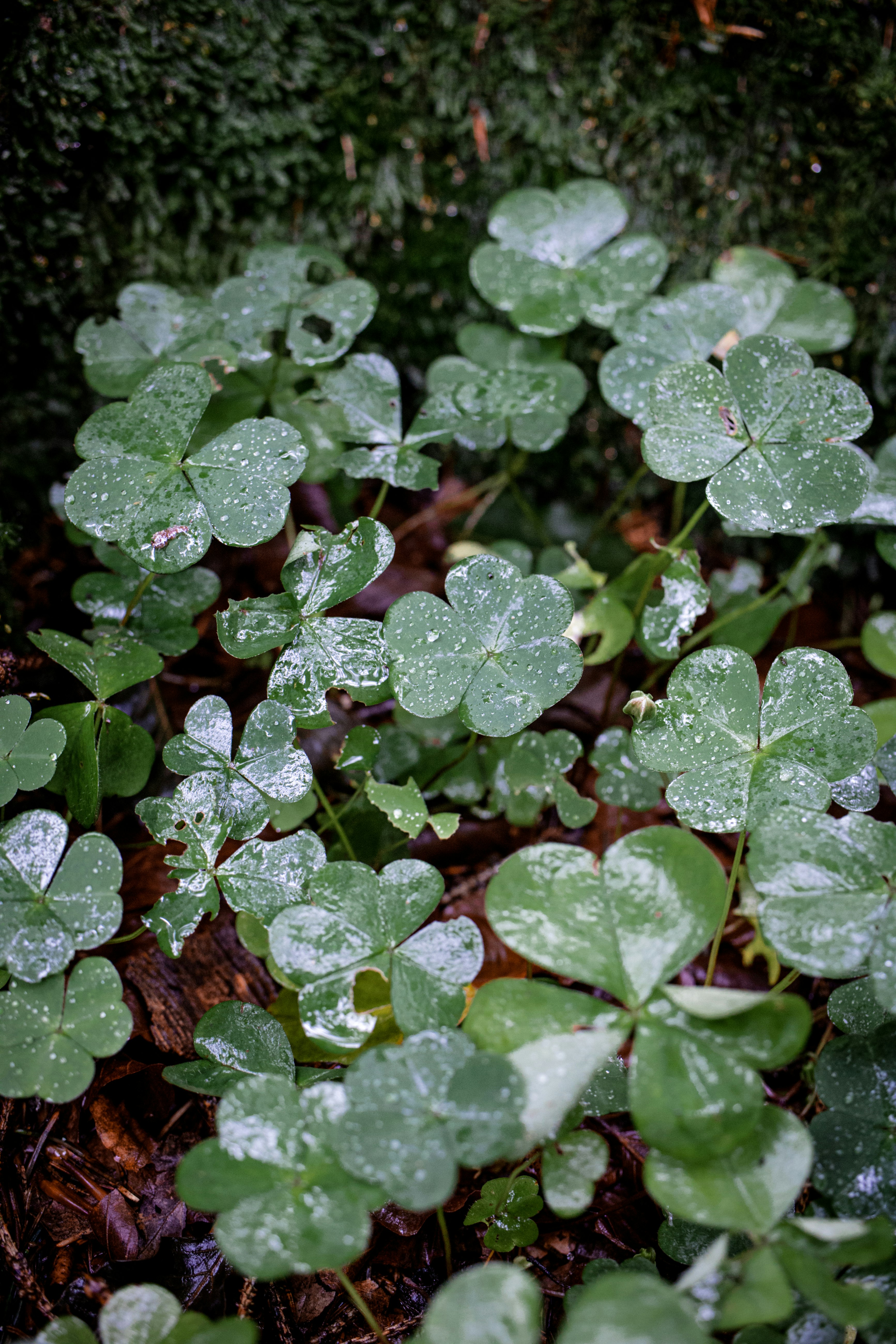 green leaves with water droplets